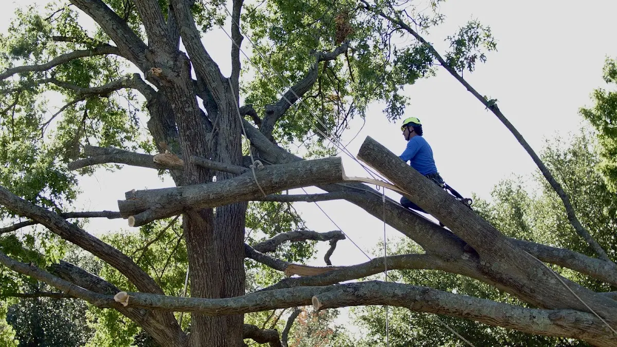 Professional Crown Thinning performed by certified arborists in Ninnekah