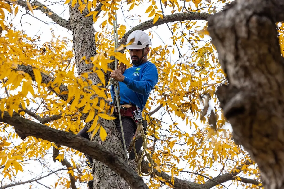 Skilled Tree Planing crew working in Ninnekah
