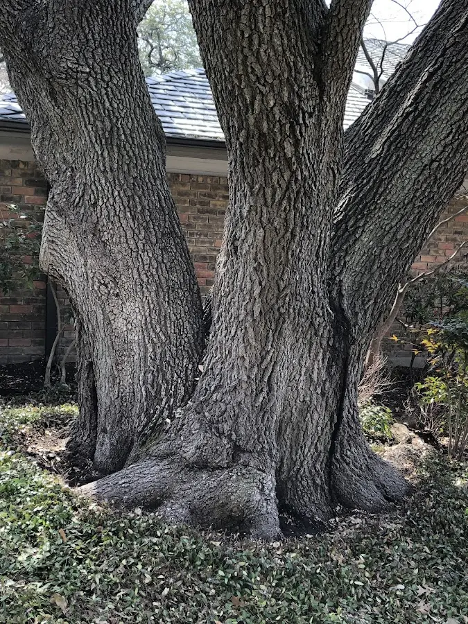 Mature heritage tree close to a Ninnekah property cared for by certified arborists